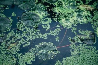Hong Kong Wetland Park พื้นที่ชุ่มน้ำระดับโลกบนเกาะฮ่องกง